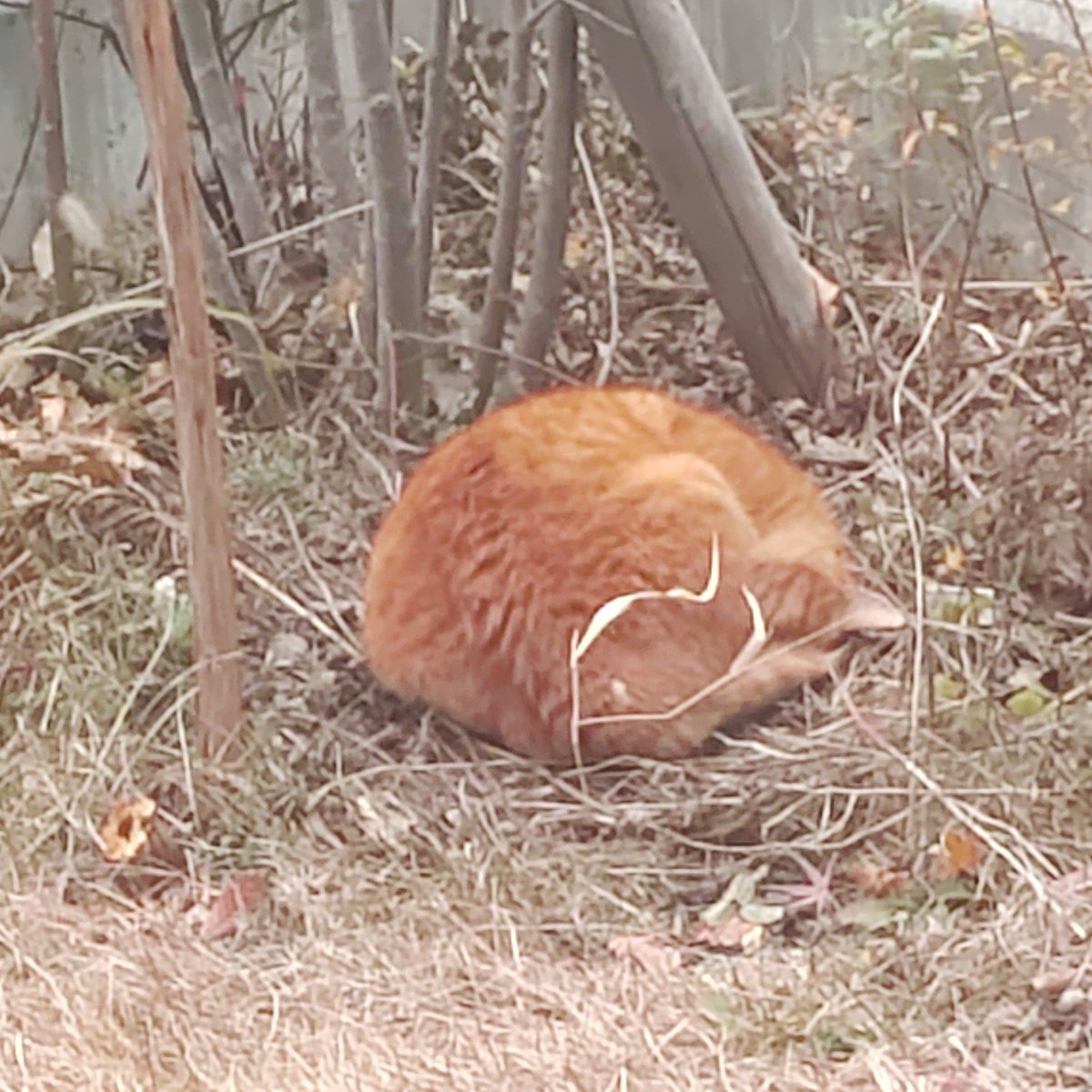 窓掃除をしようと思ってカーテンを開いたらお庭に毛玉がいた🐈