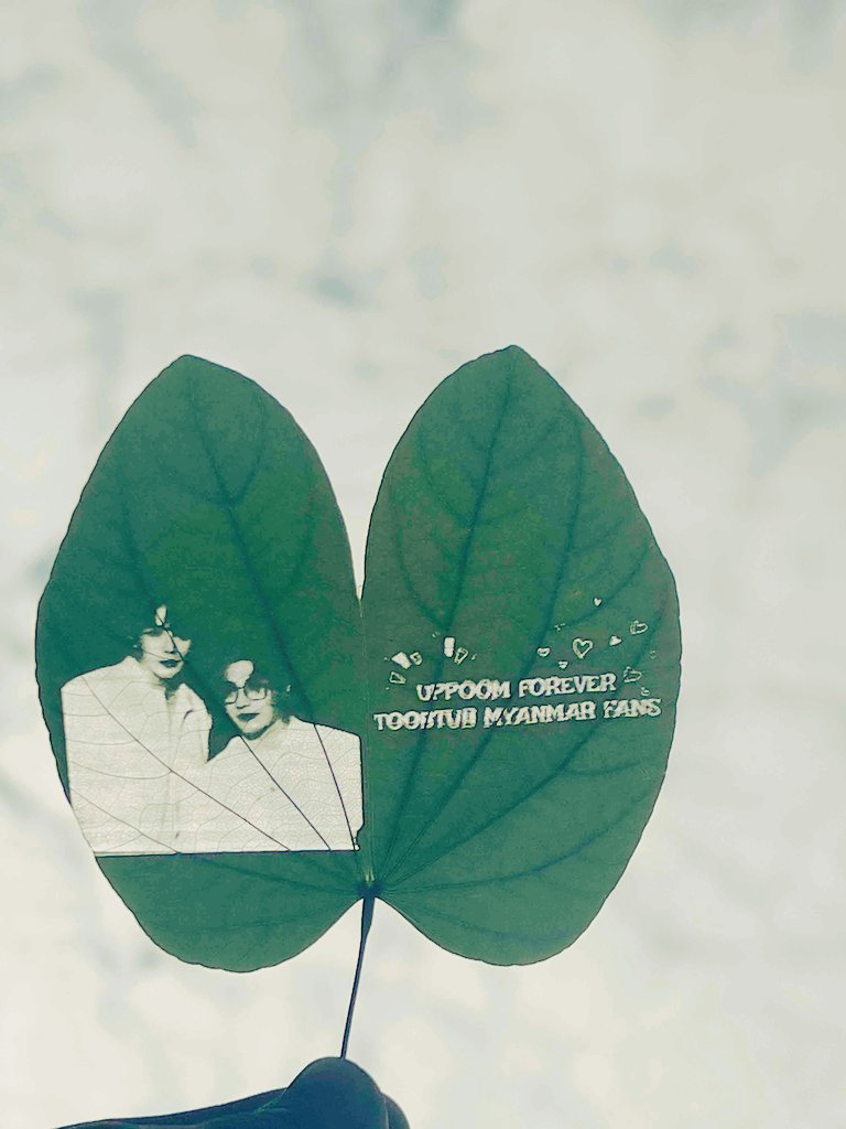 SweetieUpPoom's tweet photo. This leaf is called "Swaltaw" by the Burmese people 
The "Swaltaw" leaf symbolizes love and promise and forever
Just as two leaves become one, love also means that two lovers become one life.🫶🫰

#UpPoom 
#toobtub
#uppoompat 
#poompps
@uppoompat
@poompps1
#MyanmarFans🇲🇲 https://t.co/bZ0q7Xnx5B