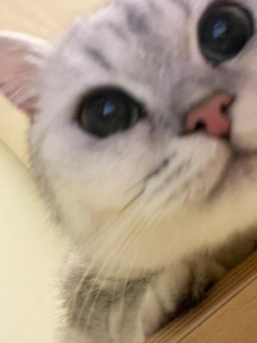 チン~あなたのインターネット猫が2枚の自撮りをアップロードしました🤣受け取ってください😁