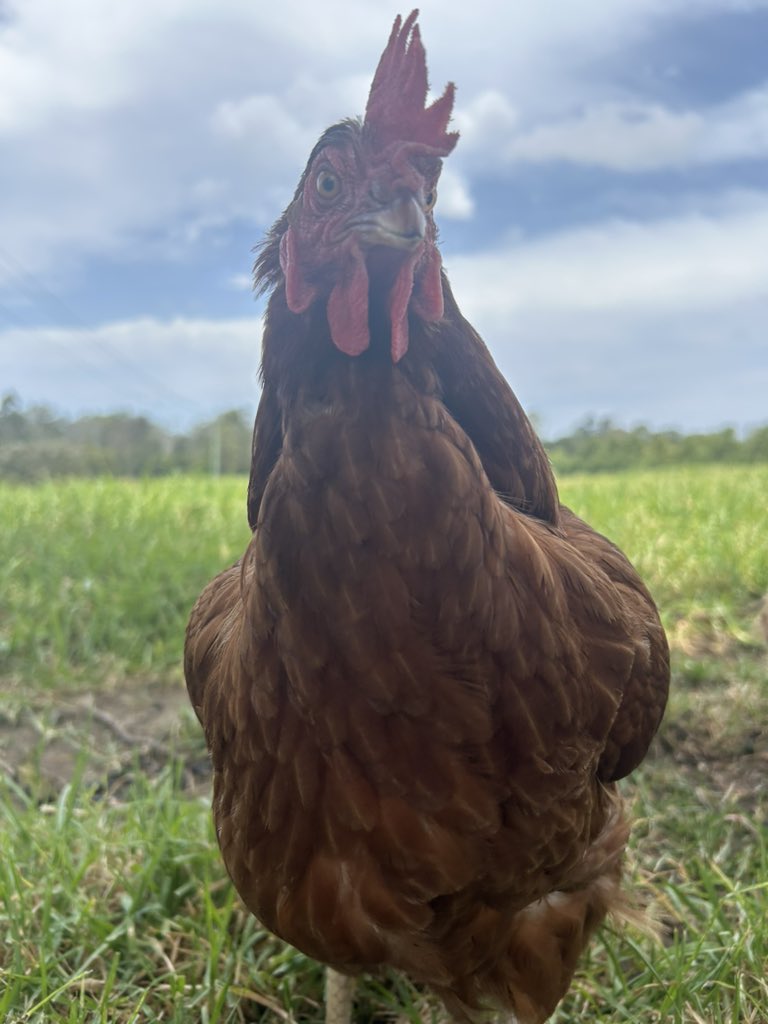 Jared Rhys 🇸🇾 🇺🇦 tweet media