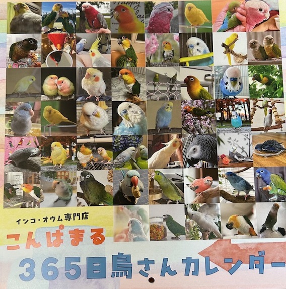 できるうちに連投連投🤣
待望の365日鳥さんカレンダー、今年も発売しました～～😍
shopcompamal.com/item-detail/17…
今年もとっても❤️愛❤️を感じる、かわいいお写真ばかり😍
表紙になった方、おめでとうございます～～👏