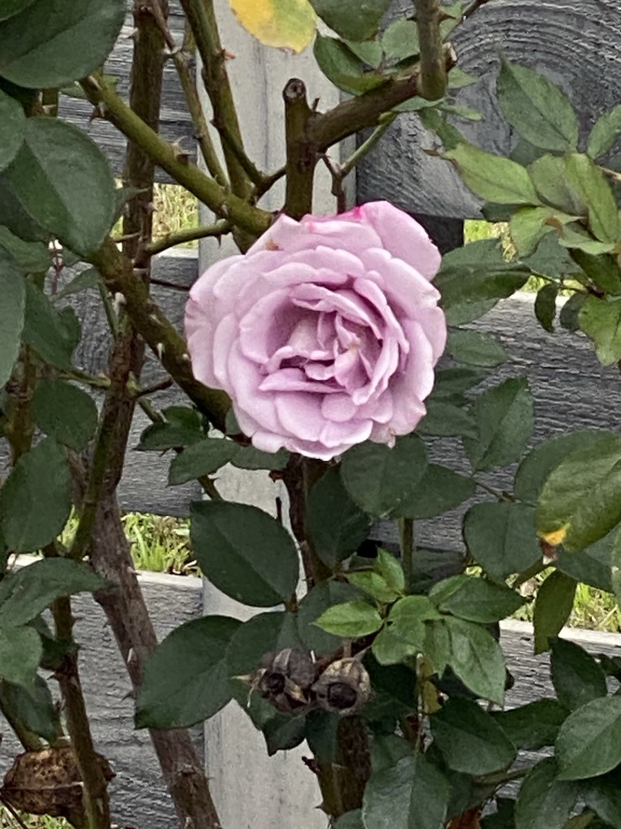 LanieTankard's tweet photo. “Lo, How a Rose E’re Blooming.” #FlowerReport #ATX 💜 https://t.co/x2dHcDUupo