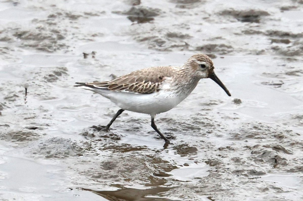 keichirock's tweet image. 干潟を動き回るハマシギ🔄
#ハマシギ