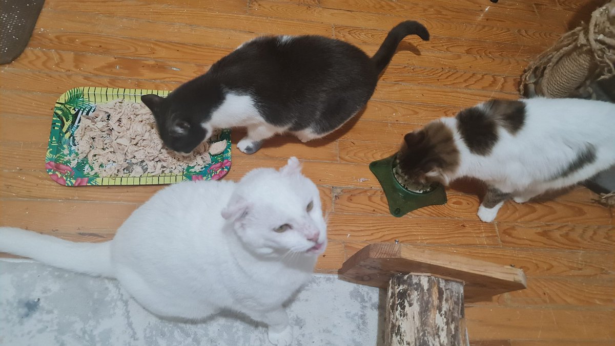 More CHICKEN PARTY PHOTOS...
NOTICE THE SMILE ON  SAMSONS FACE