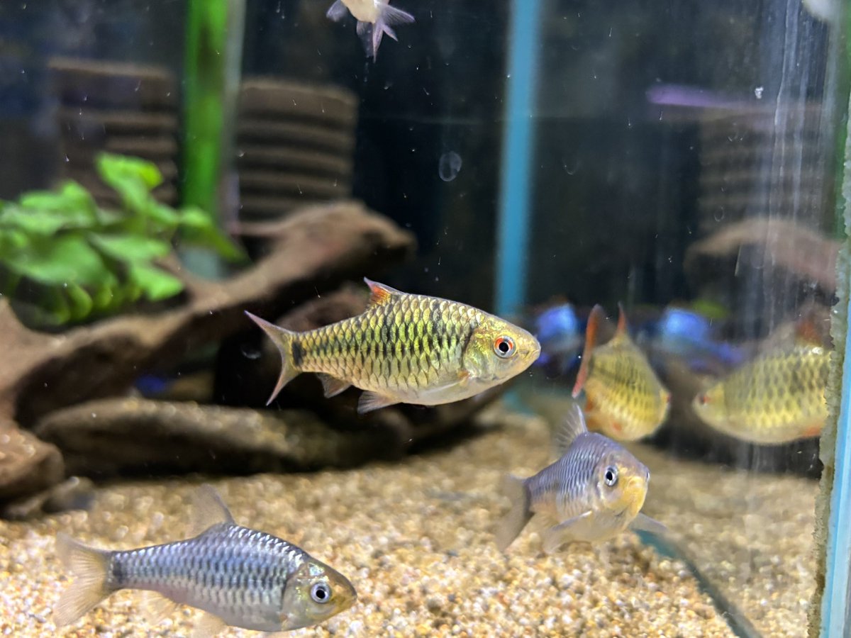 スペイン グラナダ 水指 高39cm 胴20/22cm 青と緑の花鳥柄