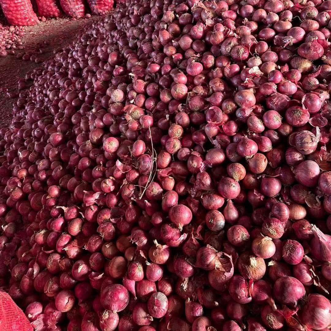 Anyway guys, I still have onions, kindly support me, a kg at 3k and I deliver at a small fee, call or WhatsApp 0700675952 or pass by <a href="/SunguraHouse/">Sungura House</a> Bukoto and pick them up yourself. (0756 158 334 restaurant number). 

Please don’t scam me again😭😭