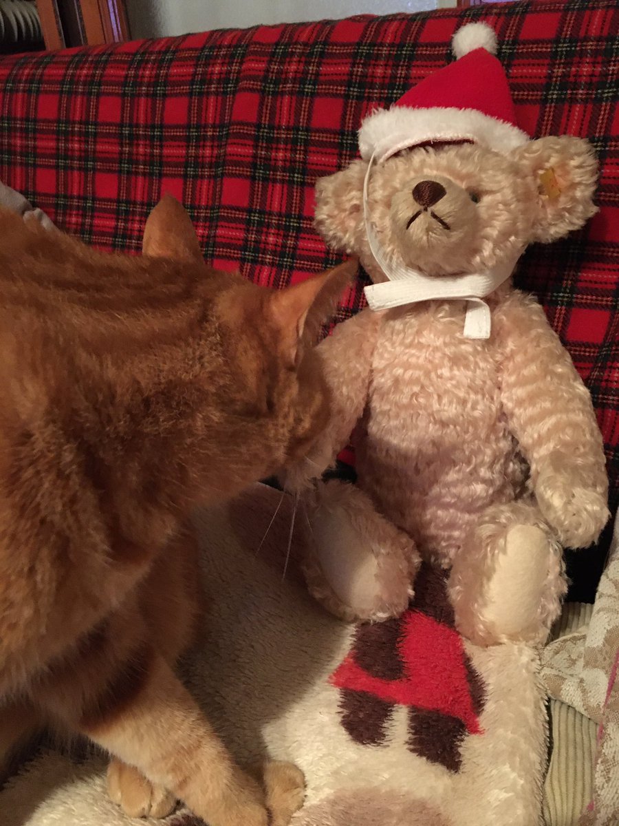 わさびは、今年も被らなかった😹

#わさびのクリスマス
#帽子を被らない猫
