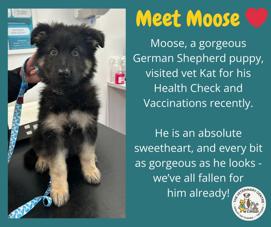 henleyvets's tweet photo. Meet Moose π
#localvets #independentvets #twyfordberkshire #henleyonthames #puppy #germanshepherd #germanshepherdpuppy https://t.co/mGAfIgb4gQ