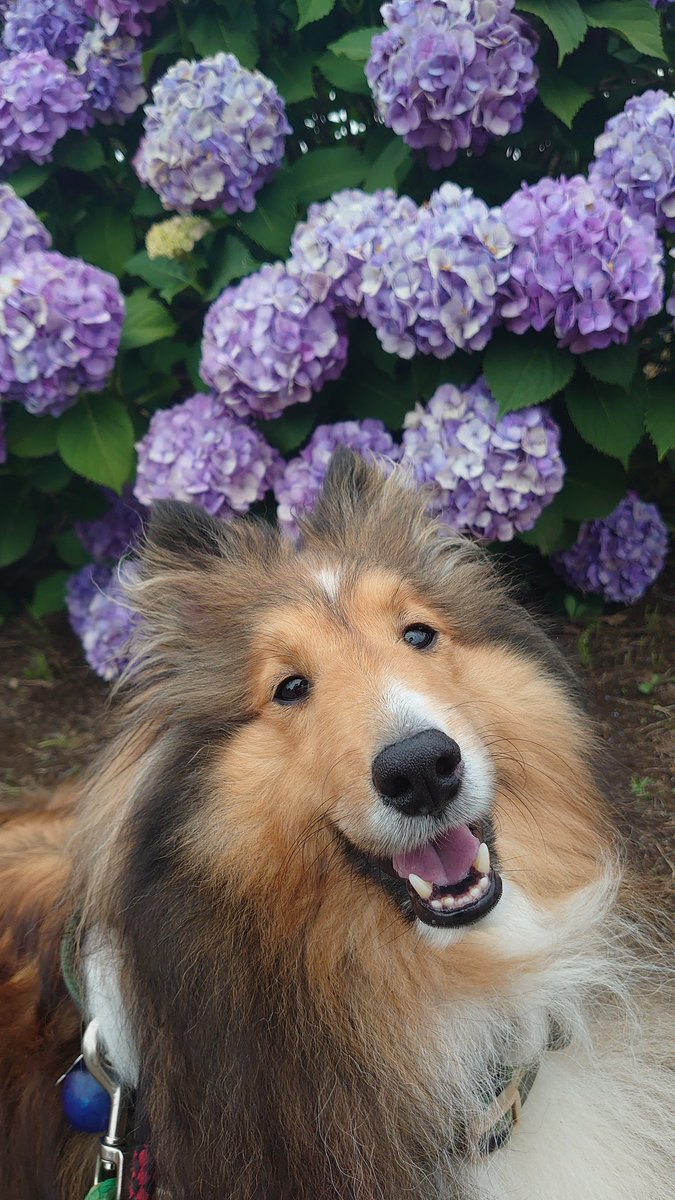#2024年シェルティ年末大感謝祭
#シェルティ納め
年末はシェルティに埋もれて過ごしたい…のでシェルティの写真をあげて我が子を自慢してください‼️‼️‼️‼️(雑)
パピーから成犬、シニアも天国支部の子も沢山お待ちしてます✨
皆のTLがシェルティだらけになりますように💓