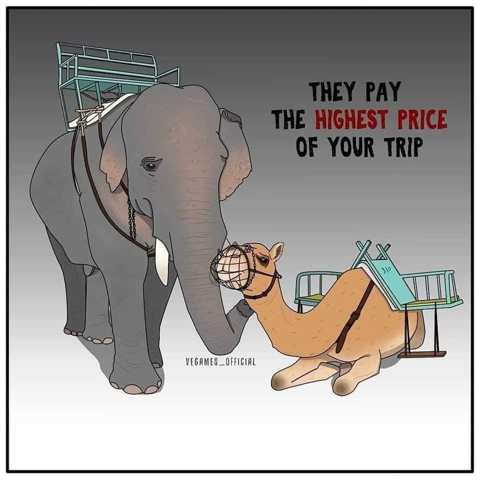 Patieso cenu par tūristu izklaidi maksā nevis paši tūristi - bet viņi. Visaugstāko cenu.

Kāda ir jūsu pieredze? Vai ir gadījies redzēt šādus dzīvnieku atrakciju piedāvājumus ceļojumu laikā vai Latvijā? Pastāstiet savus iespaidus un novēroto!

🎨 #ZooMāksla: Vegames_official