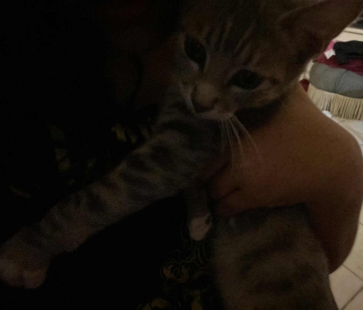 morit_lit's tweet photo. @haruzitotwt Mutis??? 😿 este es mi gatito 😘👇 https://t.co/vzXlycmG5v
