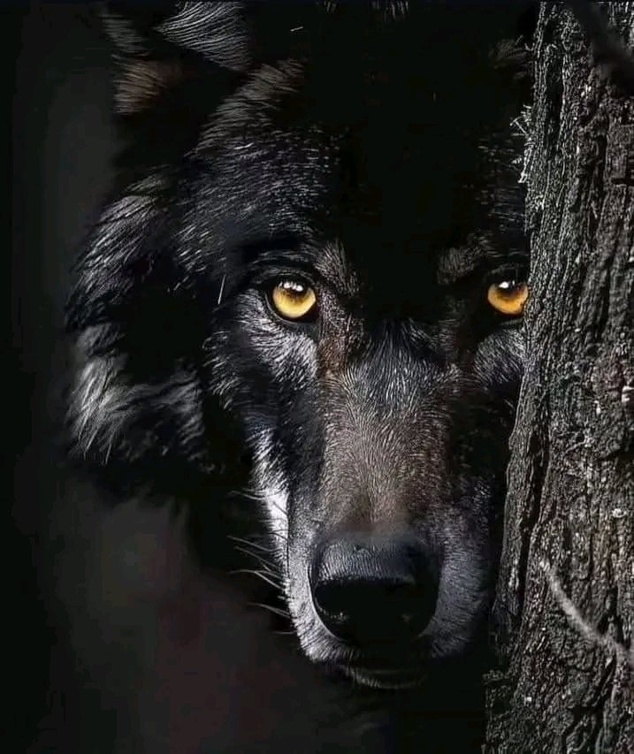 wolfempiree's tweet photo. So beautiful eyes https://t.co/6mQAIY22sC
