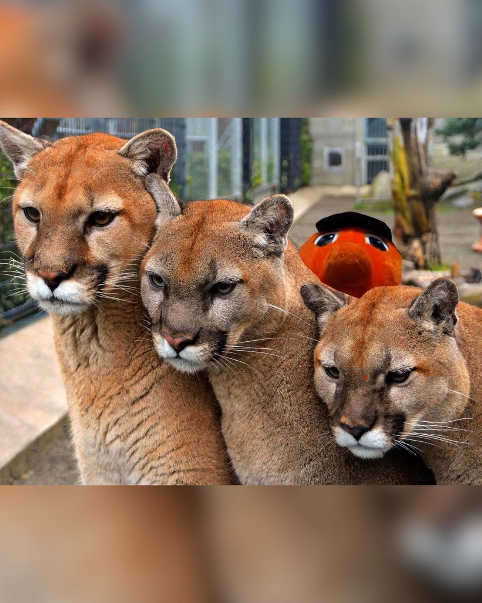 .<a href="/holidaybowl/">DIRECTV Holiday Bowl</a> CHAMPS‼️🍊🎯