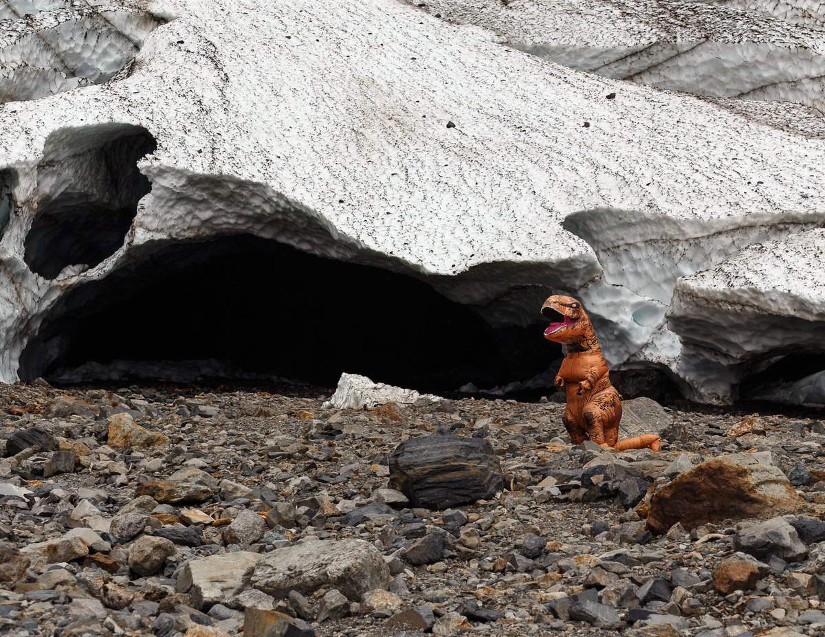 Finding Rex tweet media