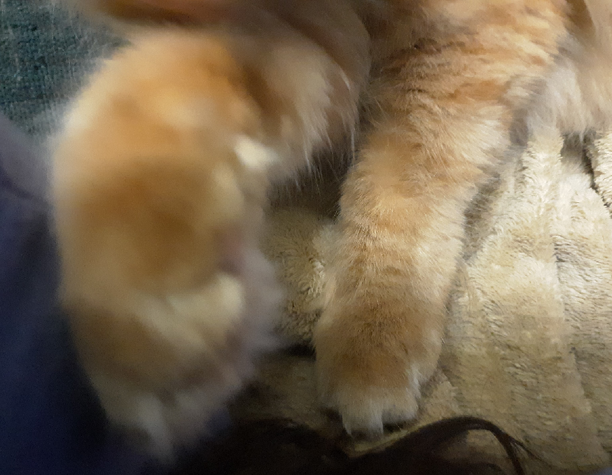 Susan Burge and Puddin 🦥 tweet media