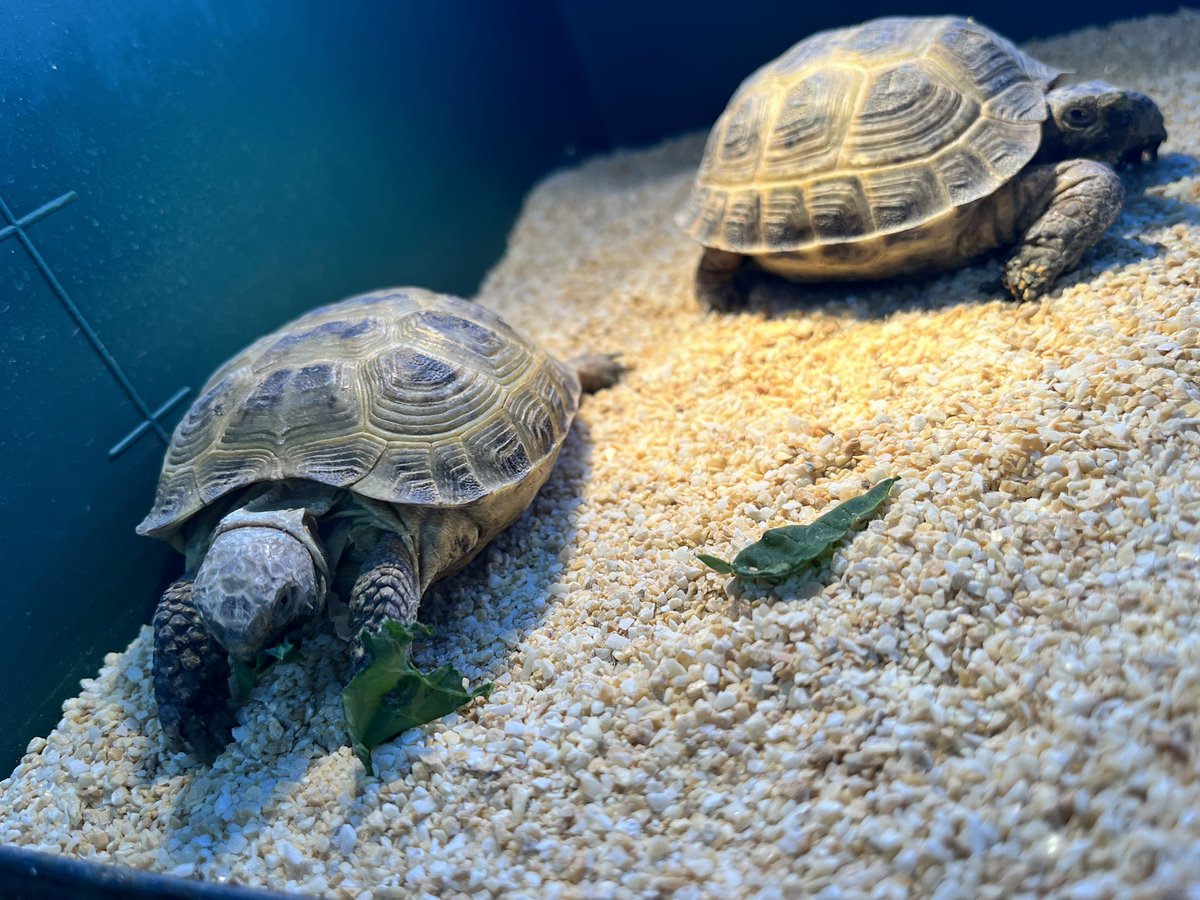reptilespro03's tweet photo. 本日2024年最終営業日です！！

同時にSALEも最終日なので、年末で忙しい方も多いと思いますが是非お立ち寄りくださいm(_ _)m

 #れぷたいるずプロ #姫路 #兵庫 #爬虫類専門店 #爬虫類ショップ #年末SALE https://t.co/GJmqUwfc3C