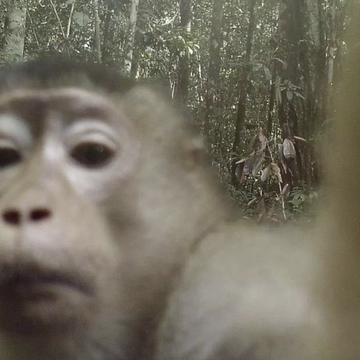 rivers as monkeys (@riversmonkeys) on Twitter photo 