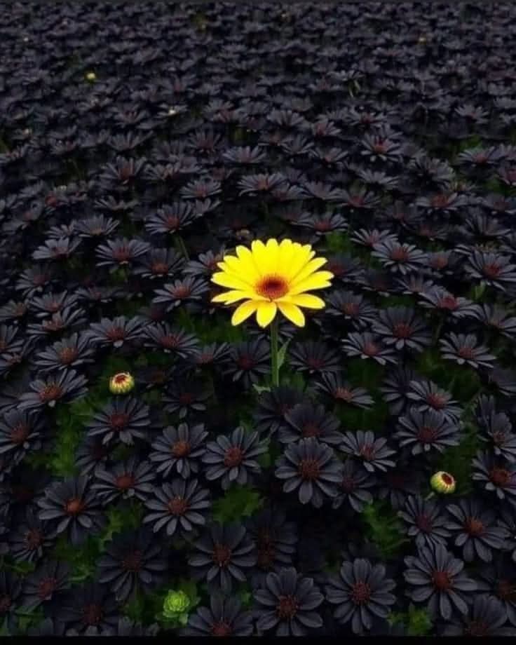 🥀Não tenho a mínima vontade de me encaixar entre o monte. 🥀