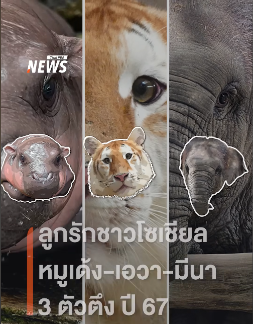 MeenaSolX's tweet photo. $Meena on the news! 🐘

https://t.co/SMYW6Vs3DP

#moodeng $ava #meena https://t.co/87SrIxKinY