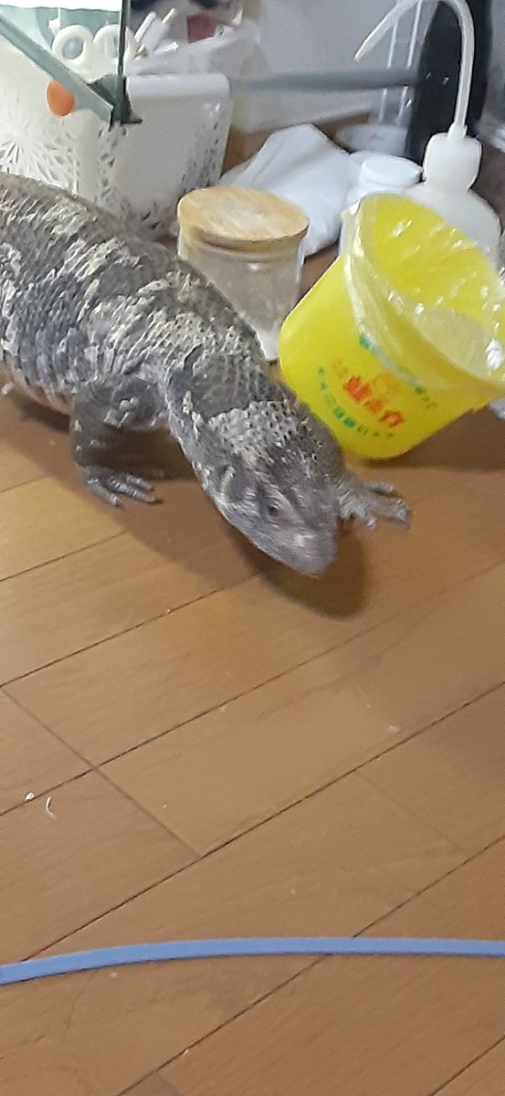 サバモニ🦎蕾

出たいと暴れるので部屋んぽへ
キッチンを一回り物色し、いつもの洋服に入っていった
自力で入れる所は4箇所
だけど、お気に入りの所にしか入らない

脱皮で体中ぽろぽろで、何かのモルフみたいになってるな😅

＃サバンナモニター
＃サバモニ