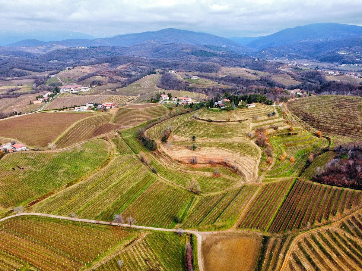 PaolaTreppo's tweet image. I Colli Orientali del Friuli, da #Spessa di #CividaledelFriuli, fotografati in dicembre, coi colori dell&apos;inverno. Queste terre sono da sempre vocate alla coltivazione della vite. I vini friulani 🍇 vantano oltre duemila anni di storia documentata
@regioneFVGit @VisitFVG @Italia