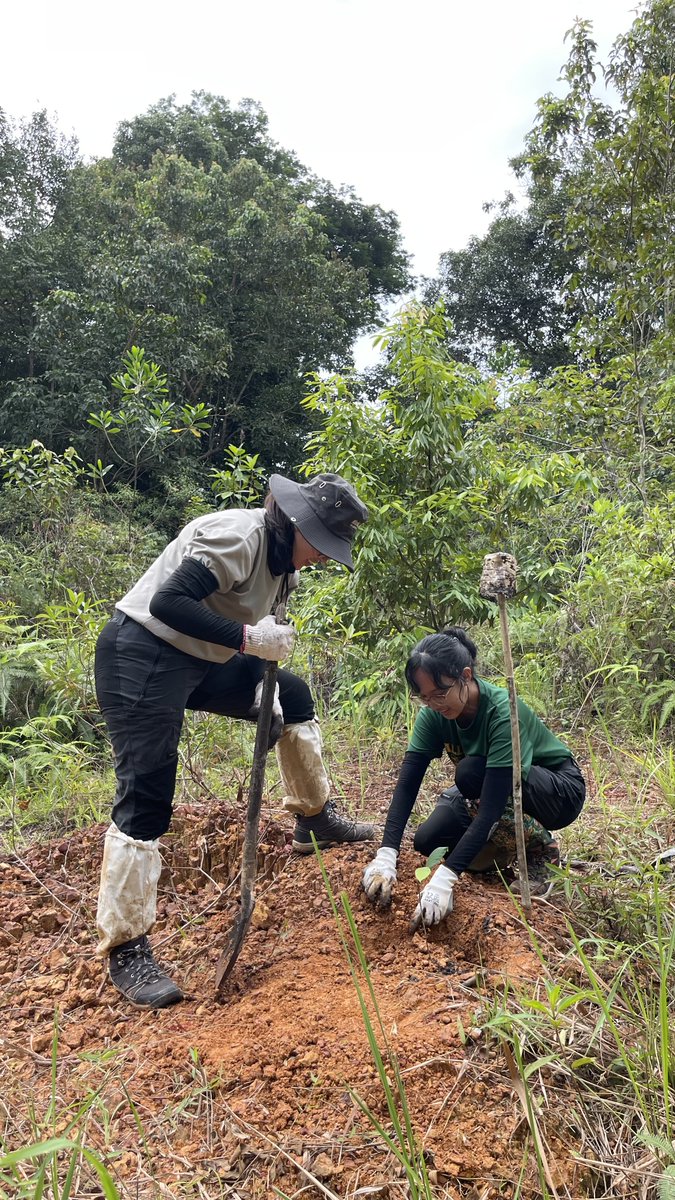 Despite the wet and muddy conditions, determined CAT Walk volunteers wrapped up 2024 with jungle adventures, spotting wildlife signs, planting trees, deterring poachers and keeping the forest safe. A big thank you to them for stepping up on behalf of Malaysia’s biodiversity.