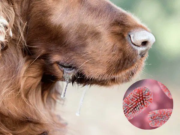 EndtheNeglect's tweet image. Rabies is preventable yet remains a neglected tropical disease in Sudan, often fatal after symptoms appear. Vaccination, bite prevention, and access to post-exposure vaccines are key to ending it.

#EndtheNeglectInitiative #EndtheNeglect #Media_office