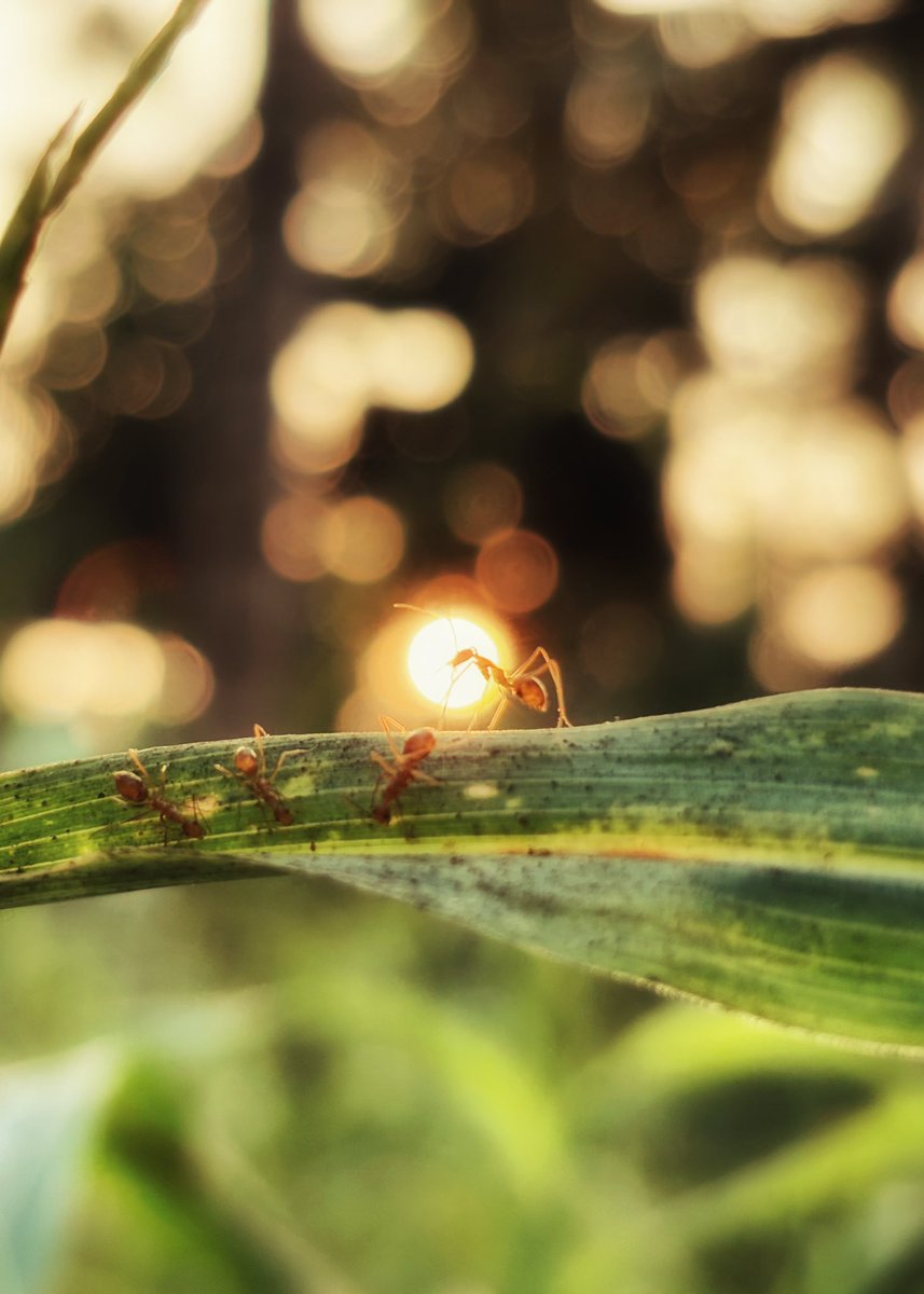 ShebinSam13's tweet image. 🐜🌞