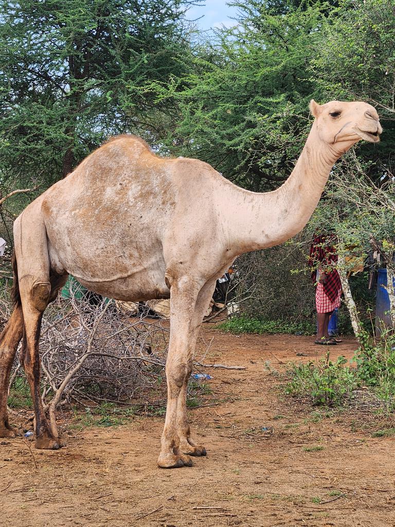 BillowKerrow's tweet photo. Camel milk @ Namanga. Fresh. Nothing like camel milk...detoxification! Alhamdulillah! https://t.co/tLYA0GPwzU