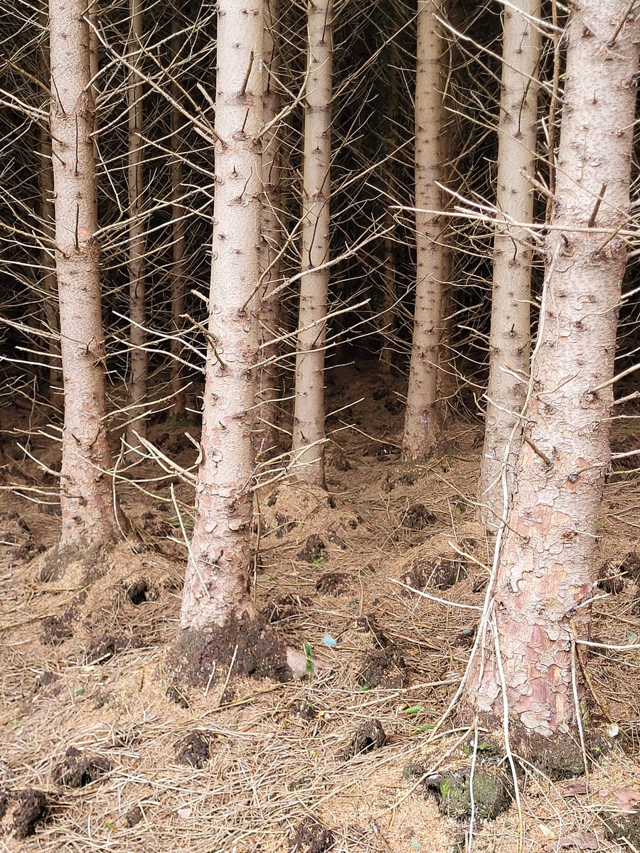 Never, EVER accept the lie that this is somehow a 'forest', just because there are trees: it's not. A real forest is 1,000s of diverse species, all intricately connected.

By contrast, what you're looking at here is one face of the death of nature, covering around 10% of Ireland.