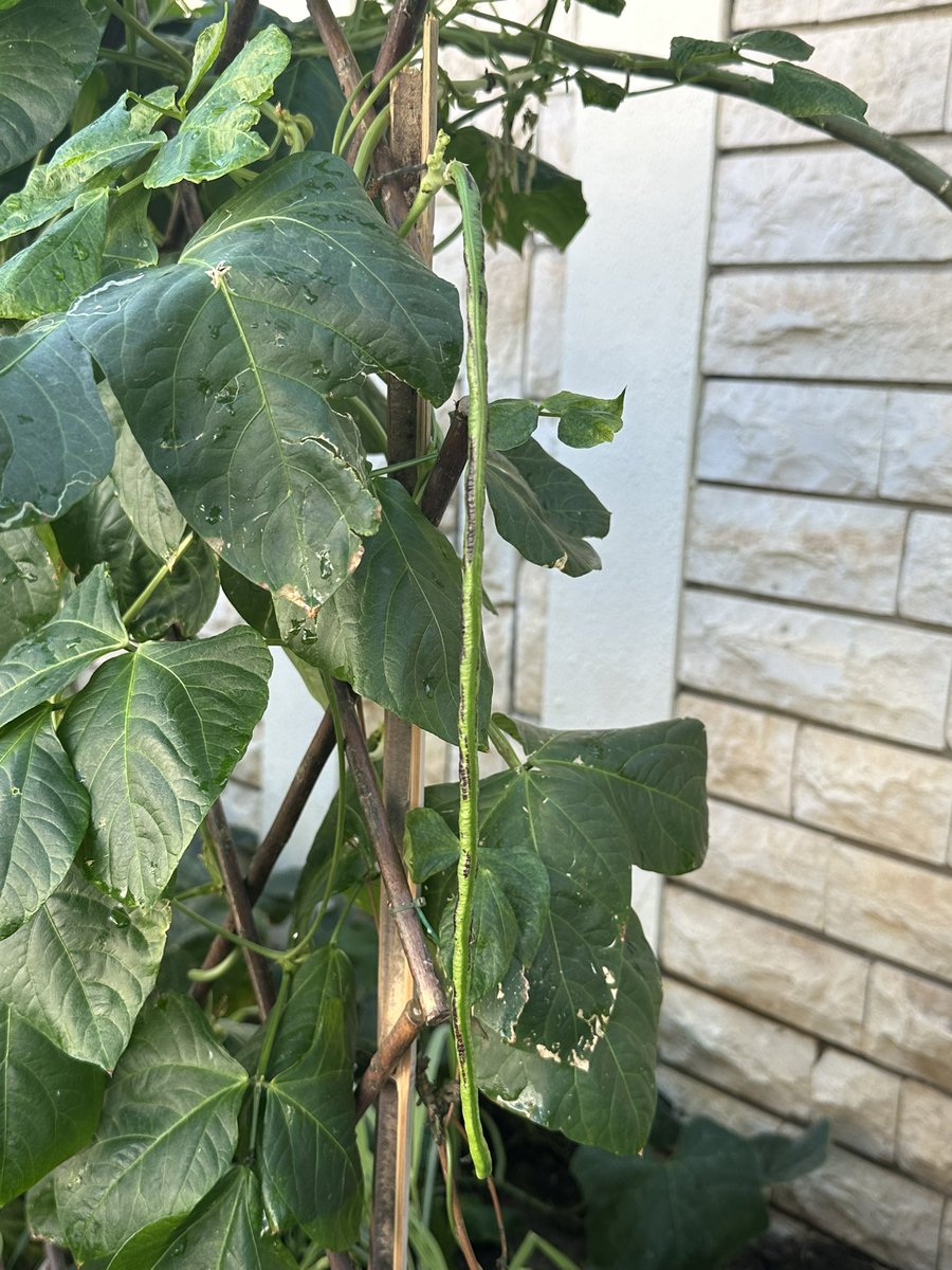 BisdakV's tweet image. String beans growing in our Abu Dhabi front yard!

#AbuDhabi #UAE #stringbeans #vegetable #garden #SustainableLiving