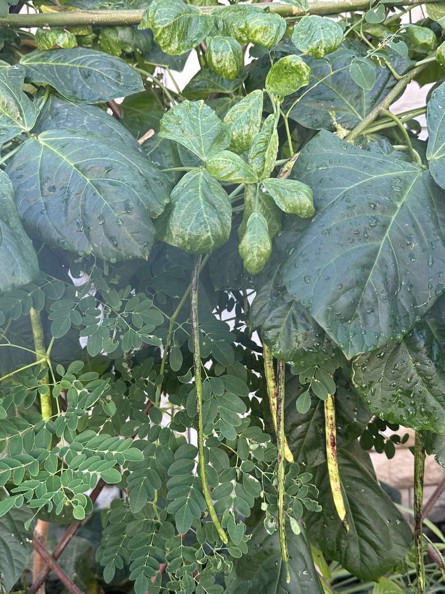 BisdakV's tweet image. String beans growing in our Abu Dhabi front yard!

#AbuDhabi #UAE #stringbeans #vegetable #garden #SustainableLiving