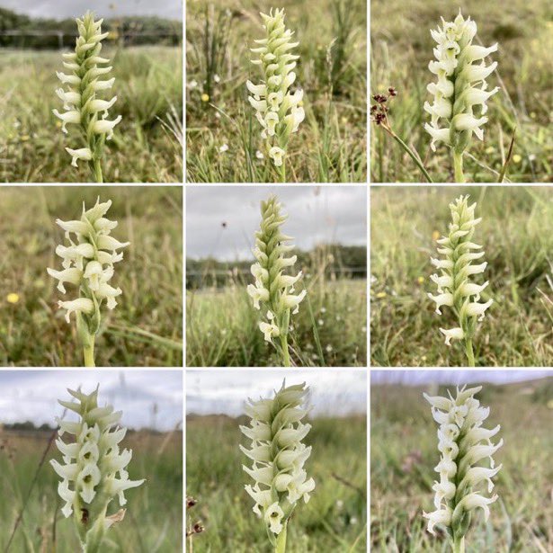 Daily orchid (day 34). I’m posting a picture of a native U.K. orchid, taken by me over the last couple of years, every day, until New Years Eve. Today the extraordinary Irish Lady’s-tresses (Spiranthes romanzoffiana), Wales, June 2023 #orchid #dailyorchid