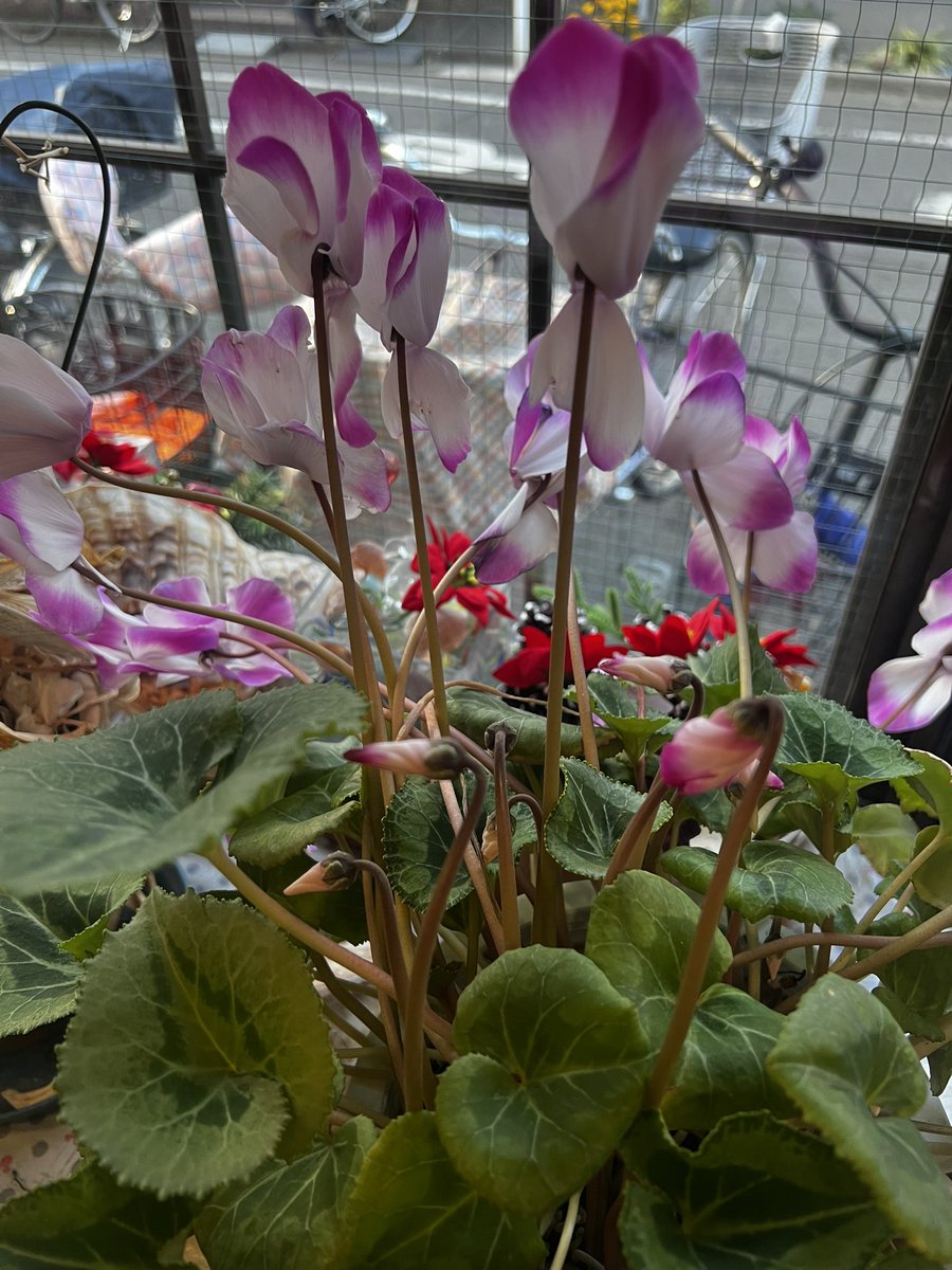 daini_kurinoyu's tweet image. #3年目 の #例のシクラメン 
まだまだ❣️咲いてますよ〜
 #つぼみ も  いっぱい❣️
順番待ち( *´艸`)

今日は～ #藥宝湯 ♨️𓈒𓂂𓏸

 #大田区  #鵜の木  #銭湯  #第二栗の湯   #にゃー 🐱♨️𓈒𓂂𓏸 #シクラメン ❣️