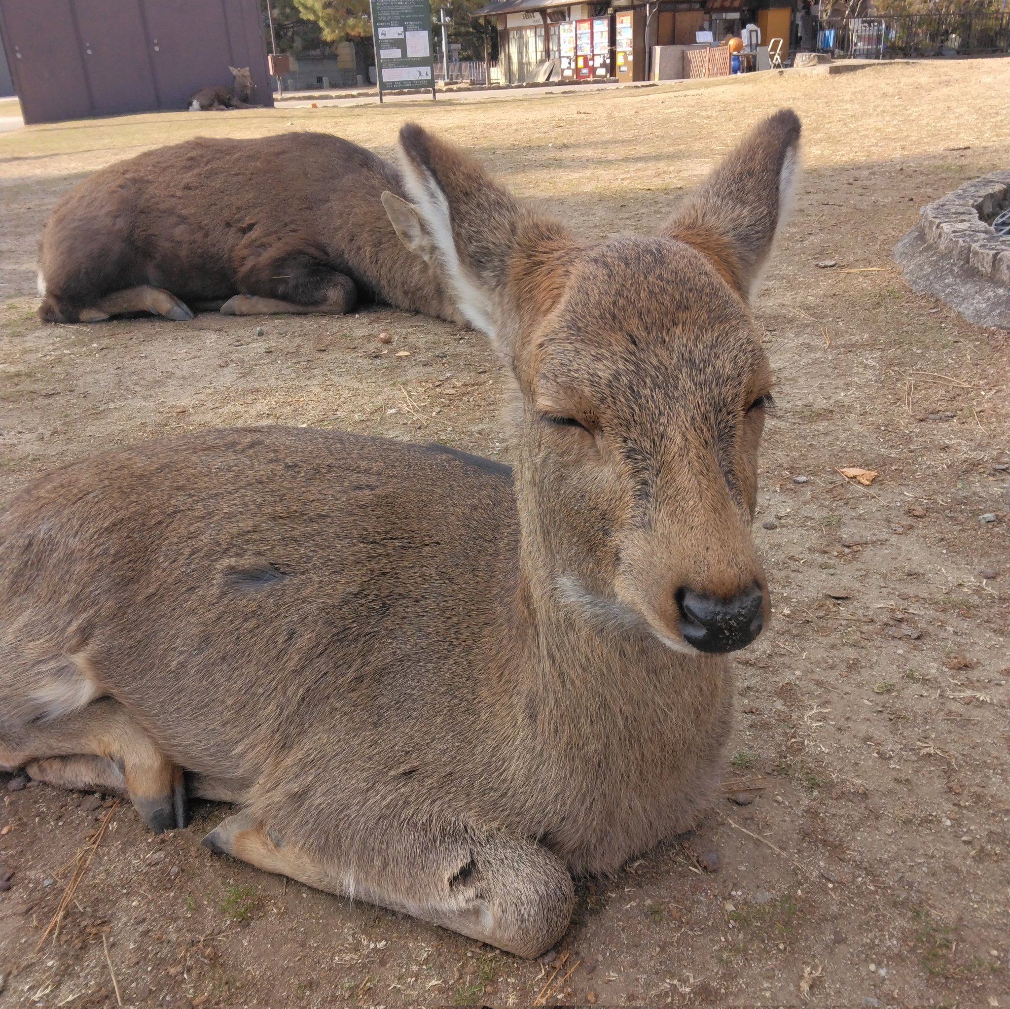 奈良公園の鹿さん part1 | GANREF