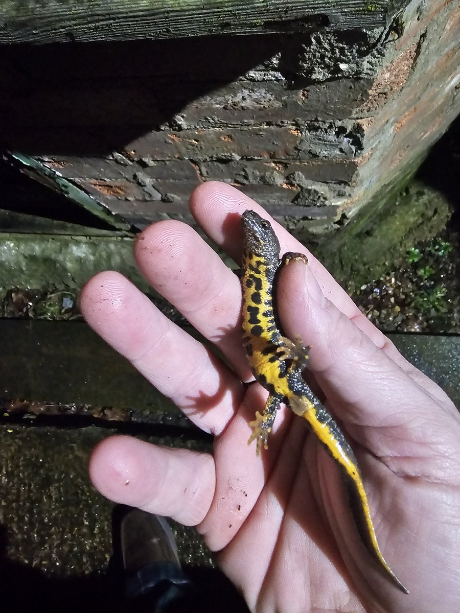 Jason03512904's tweet photo. @ChrisGPackham is this a female great crested ? I rescued it from my puppy in the garden https://t.co/OJGvgI6vbF