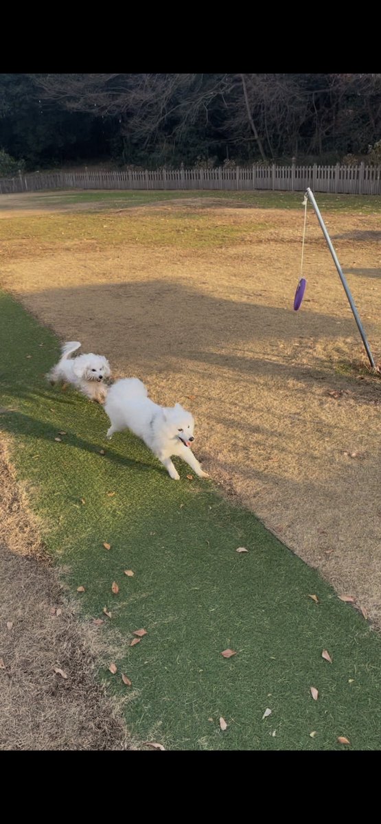 shako987s's tweet photo. 師走ももうすぐおわり🐕💨
1年おつかれさまだワン https://t.co/ccVOHrkWLL