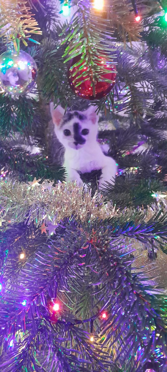 Christmas cat
