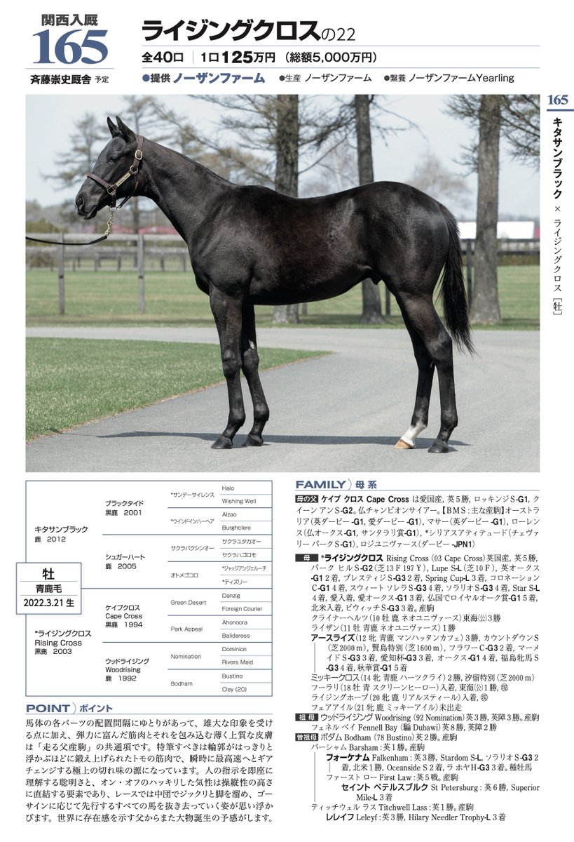 2178❣️ 瑪瑙　馬　唐馬　戦闘馬 クロワデュノールの募集時馬体写真。しっかり目に焼き付けておきたい