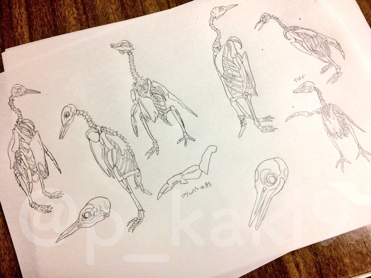 生き物好きは、骨格も好きになりがち🦴

7年前に描いたペンギンの骨格のイラストを発掘してきました
懐かしい… 