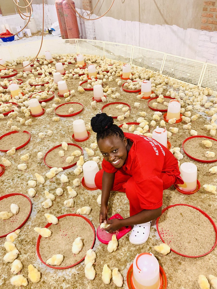 MichelAgronom's tweet photo. #Poultryfarming drives agricultural economics by enhancing #productivity, #generatingIncome, and reducing market dependency through efficient resource utilization. As a cornerstone of #YouthInAgribusiness, it strengthens value chains, creates jobs, & promotes economic resilience. https://t.co/HPsPRLZLq1