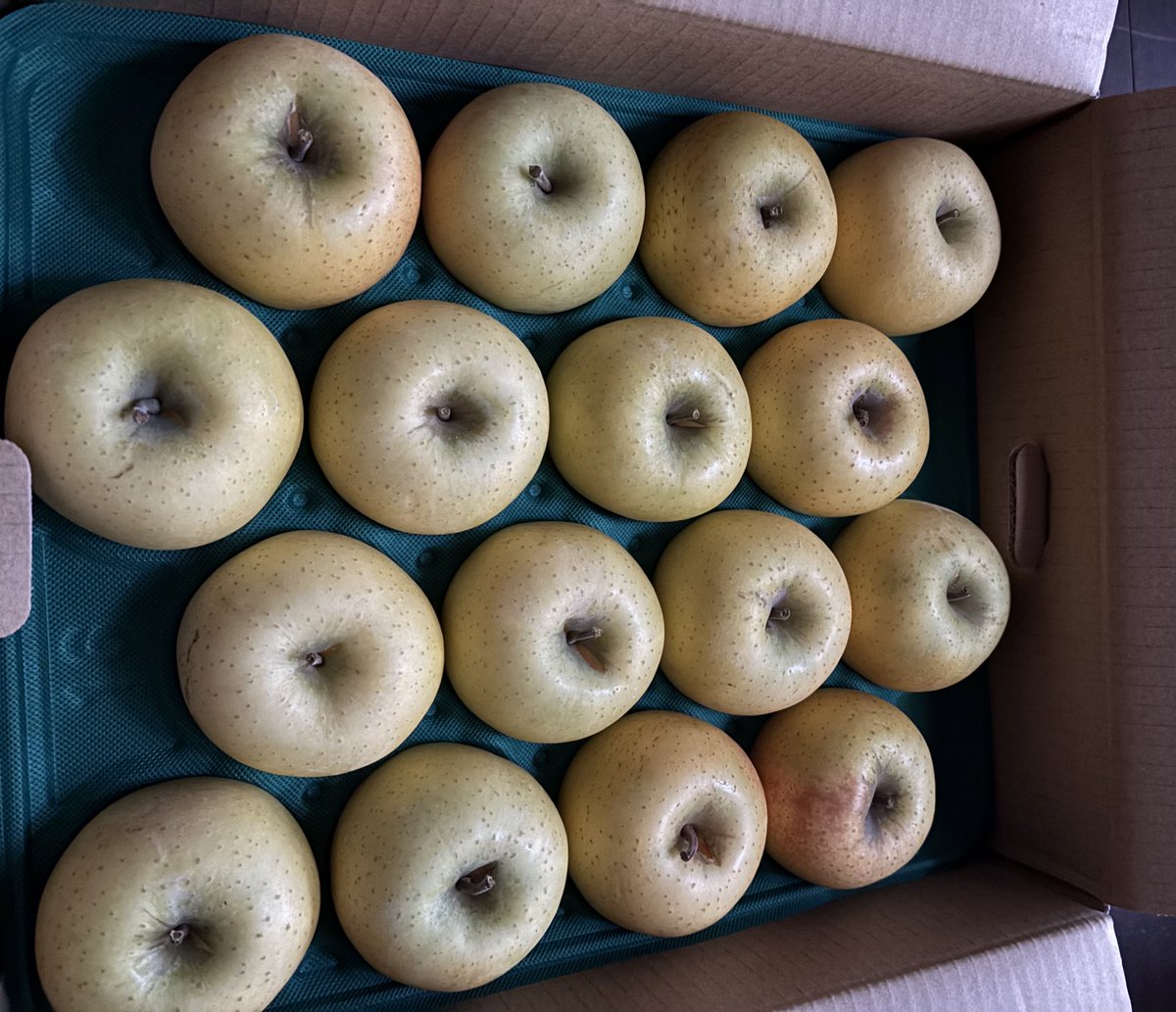 pugpug_9's tweet photo. (*｣´□`)｣青森からー、リンゴが届いたー!!

ご縁があって、大好きな🍎をお取寄せ✨✨

ツヤッツヤでシャッキシャキ!!
めっちゃ美味しい!!
家庭用でもこの蜜!!
永遠に食べていられるΨ( 'ч' ♡)ŧ‹"ŧ‹"ŧ‹"ŧ‹"

リピ確定です✿ﾟ❀.(*´▽`*)❀.ﾟ✿

 #越後農園
 #青森
 #リンゴ https://t.co/Wy0FlFyxJX