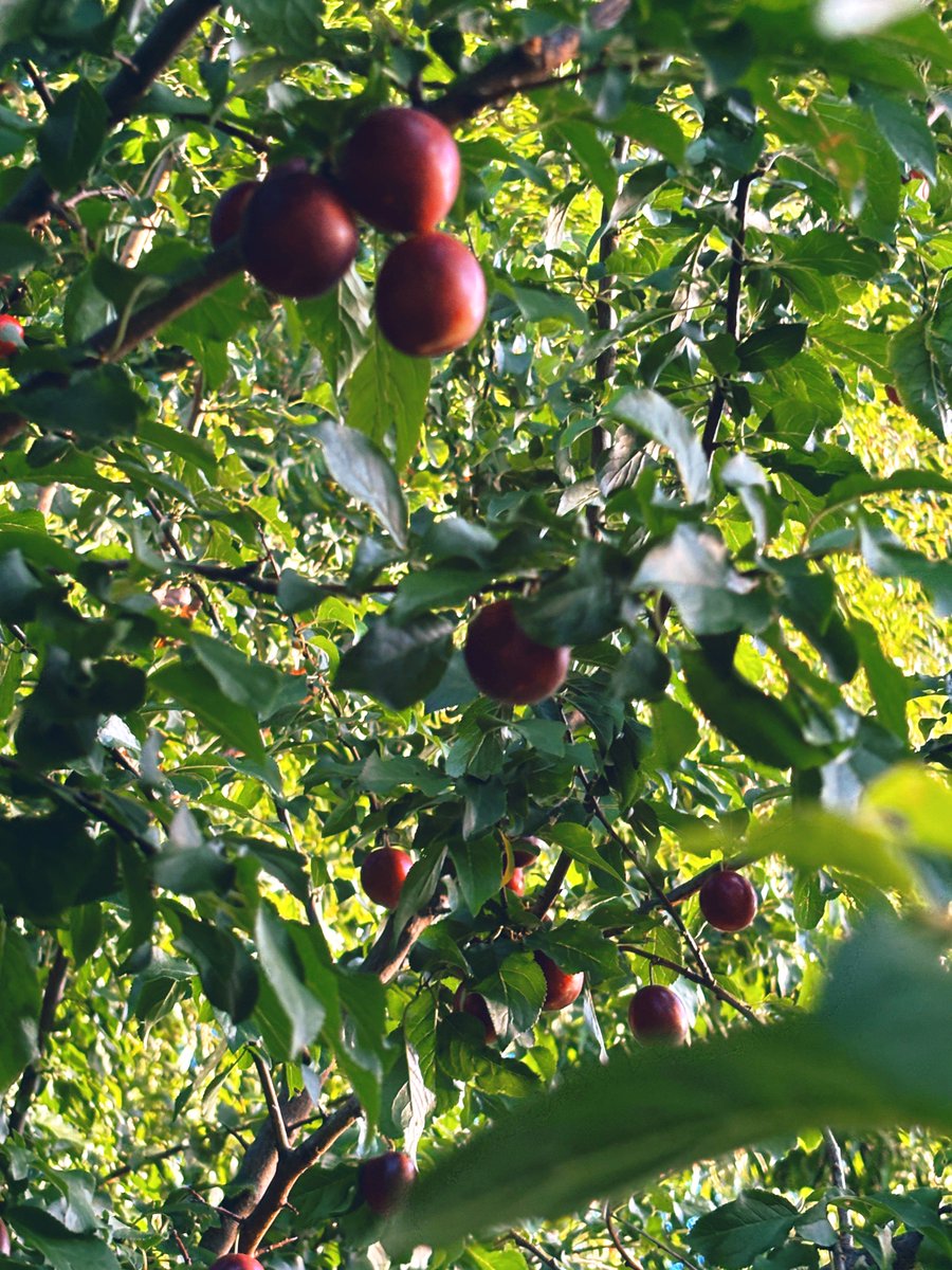 吃了几个野李子