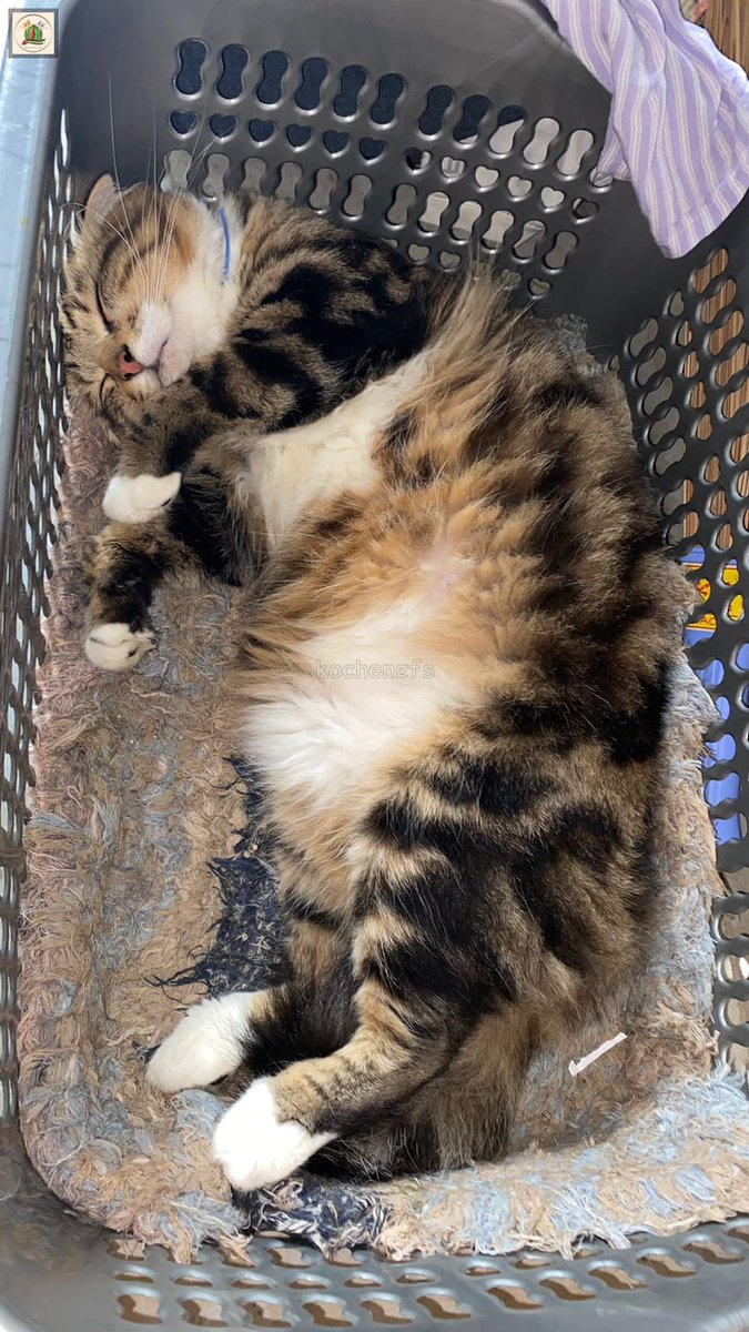 KochengFess v2 tweet media