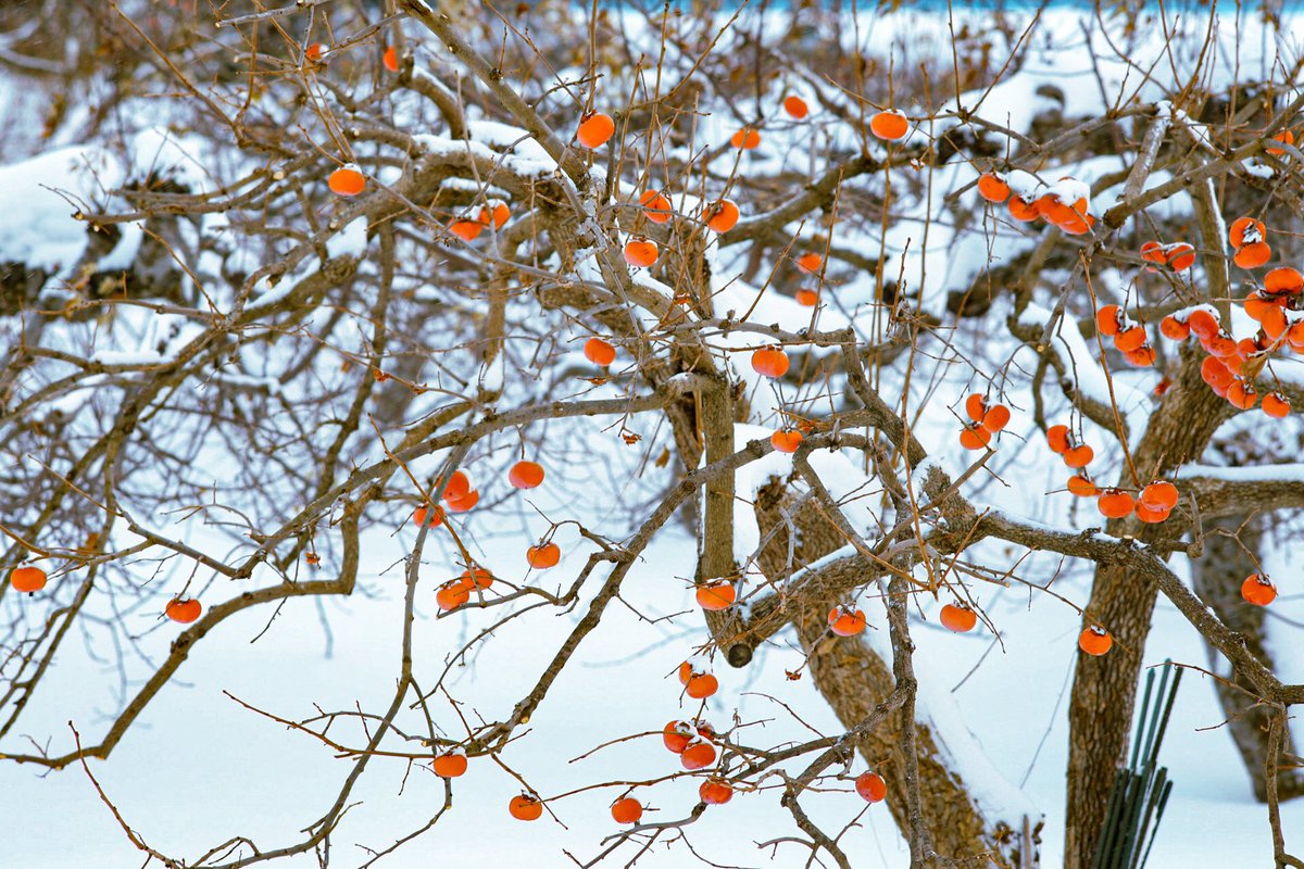 rockyousaba's tweet photo. 撮影日:2024/12/28
EOS 6D
CONTAX Sonnar T* 2.8/135 https://t.co/6GJPixRcgh