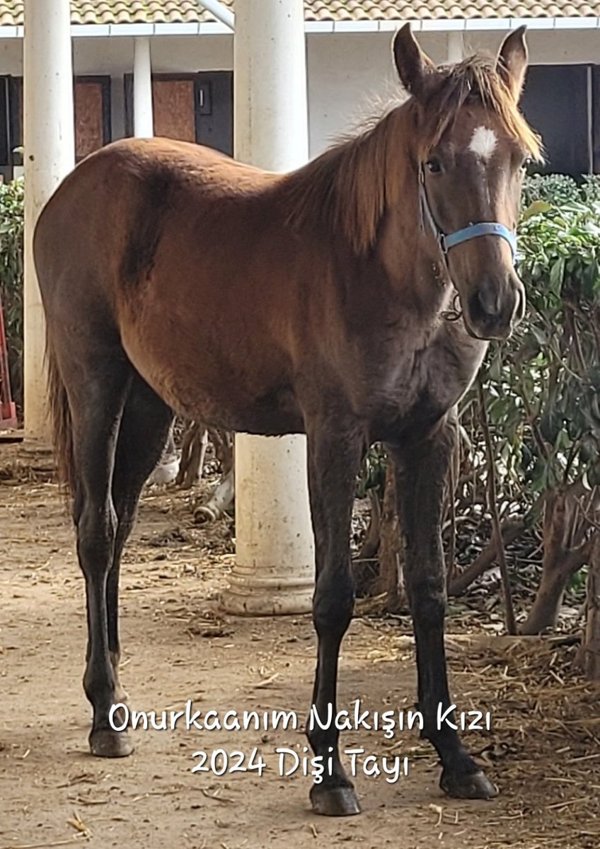 Onurkaanım Nakışın Kızı 2024 Dişi Tayı