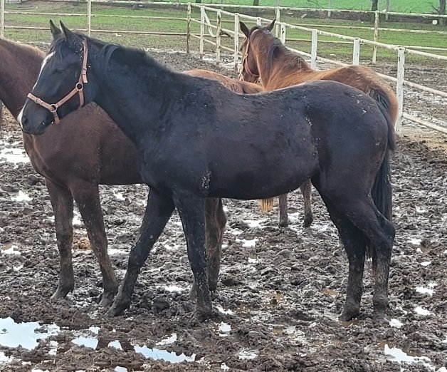 Bodrum Kalesi-Camgöz 2023 Dişi Tayı