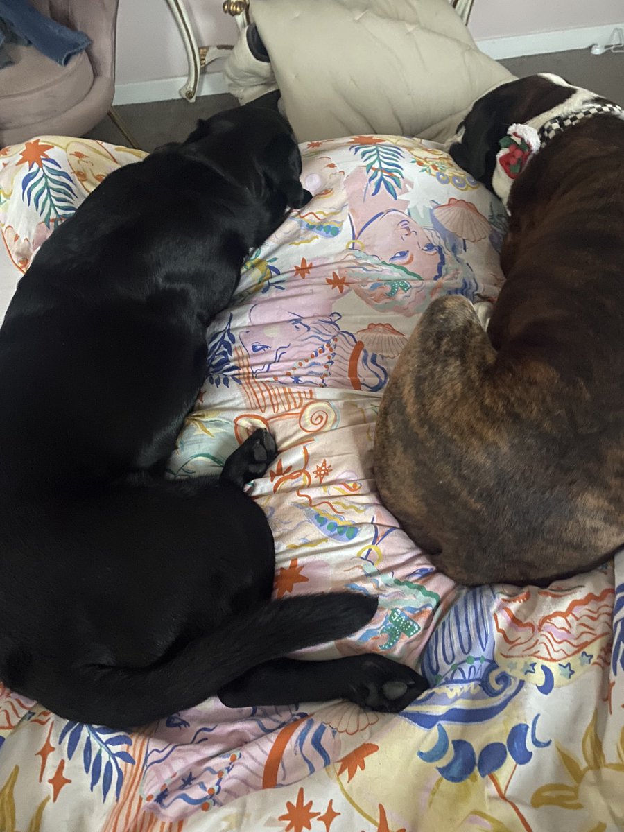 When your granddog comes over to stay 🥰