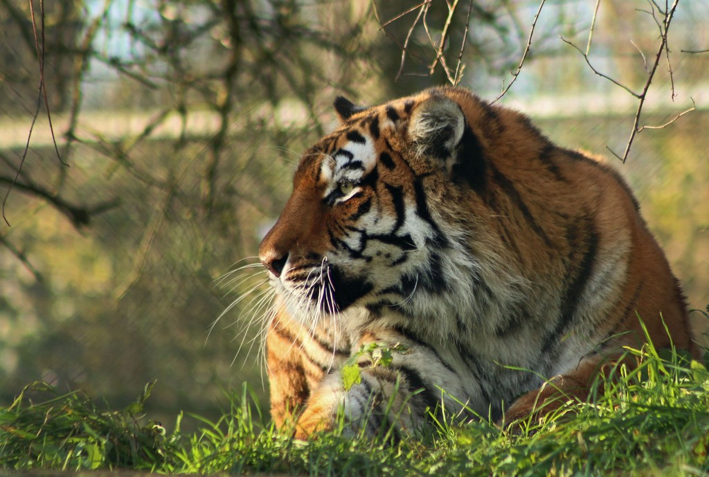 Happy Caturday🐾

📸PureHeart

#Caturday #BigCats #MarwellZoo