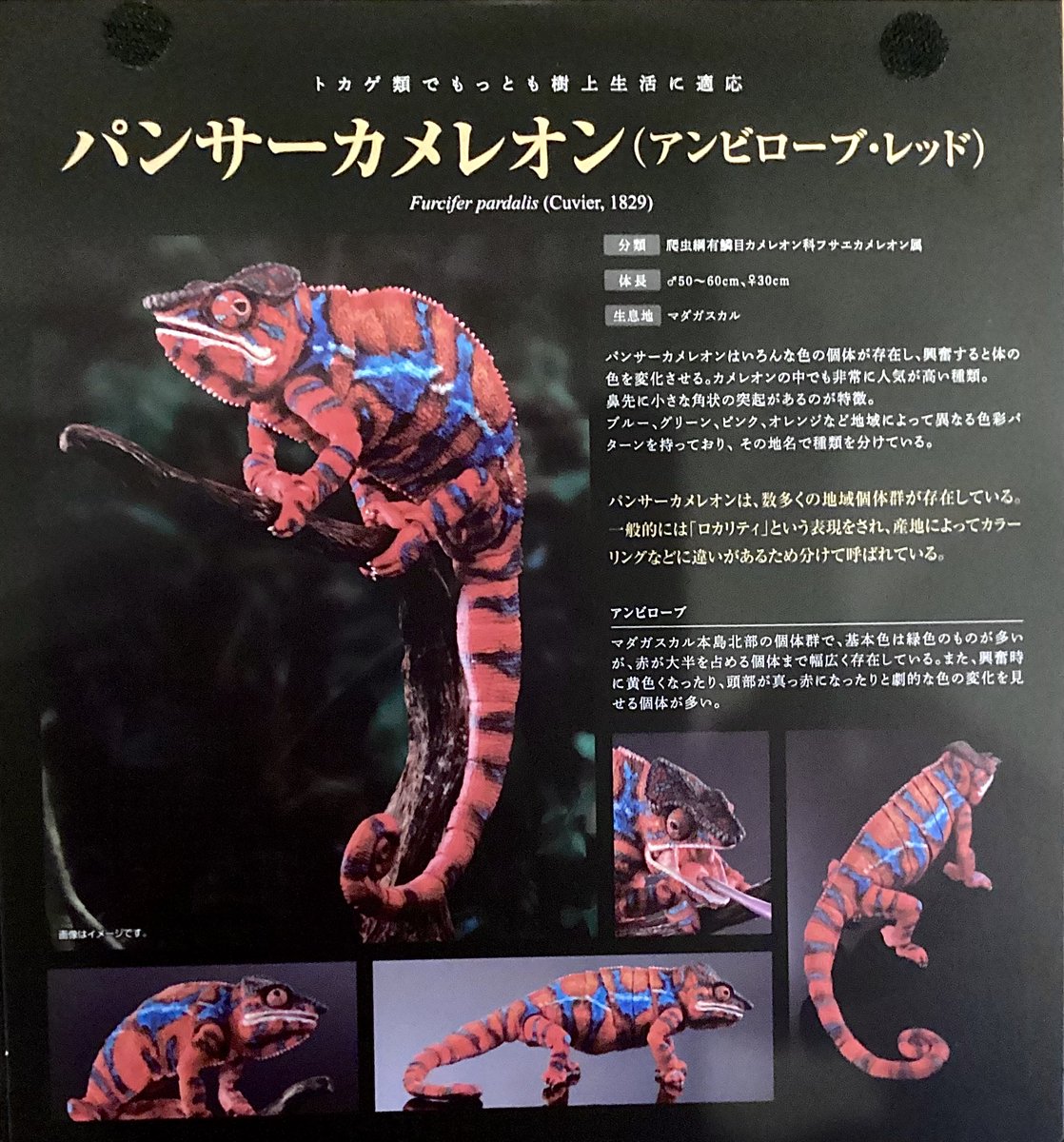 いきもの大図鑑プレミアム パンサーカメレオン グリーン レッド BANDAI